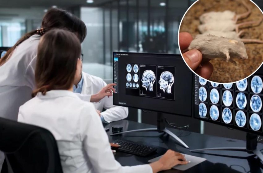  Scientists revive frozen brain activity in cryosleep leap