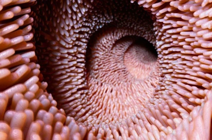  Scientists Found a Microbial Transfer That Reversed Biological Age Decline in Damaged Gut Tissue