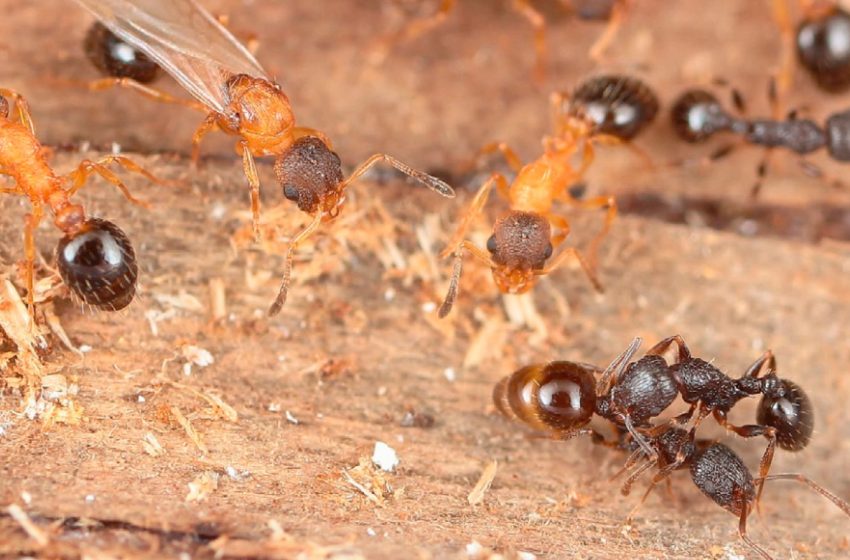  Every ant is a queen in this parasitic species — and they reproduce by cloning themselves and hijacking other ant colonies