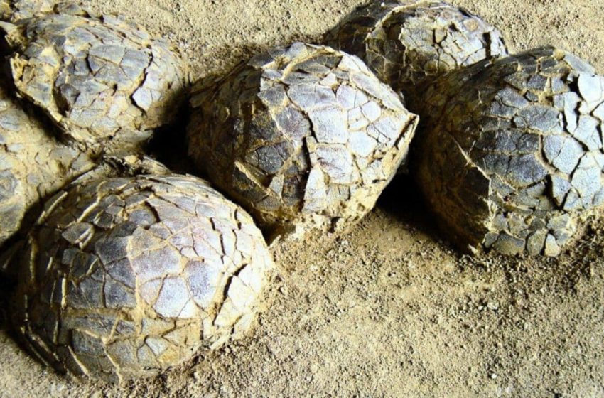  Buried for 70 Million Years, Paleontologists Discover Hundreds of Dinosaur Eggs From Multiple Species in One Ancient Ground
