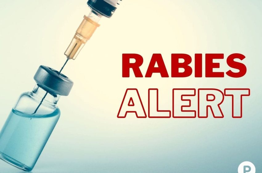  Rabid Raccoon In Granby, Police Issue Alert