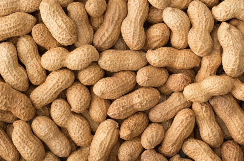  Scientists Find a Built-In Weapon Against Peanut Allergies: Human Spit