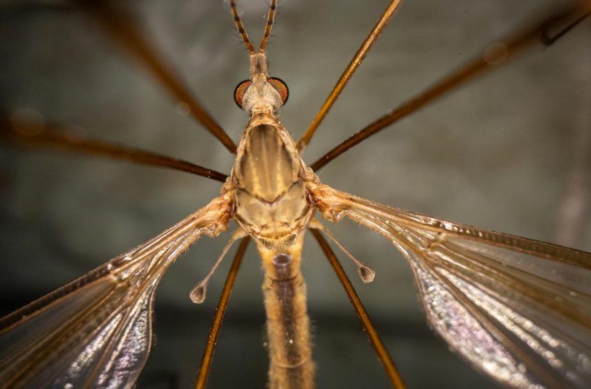  Crane Fly Surge In Victor Valley Mistaken For Mosquito Infestation
