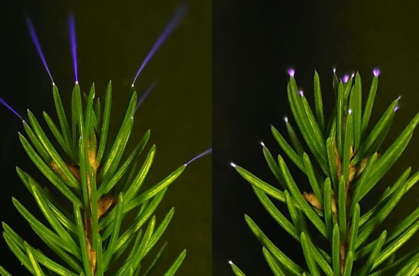 Trees Seen Emitting a Ghostly Light During a Thunderstorm For The First Time : ScienceAlert