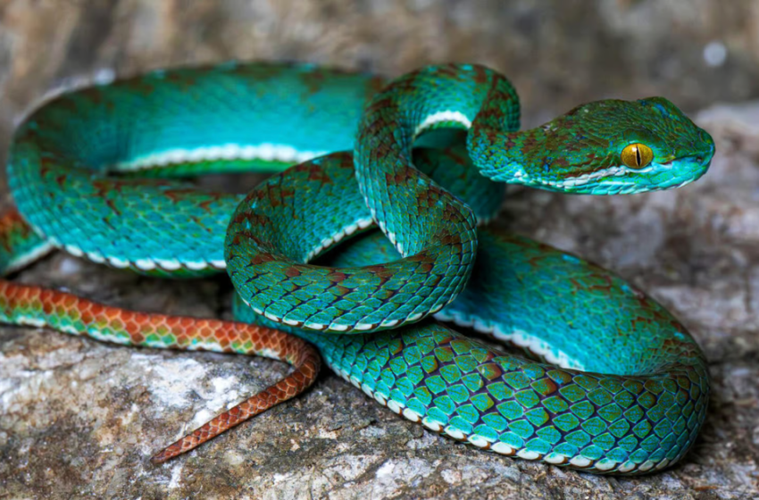  Flying snake, pit viper among rare and new species discovered in cave in Cambodia