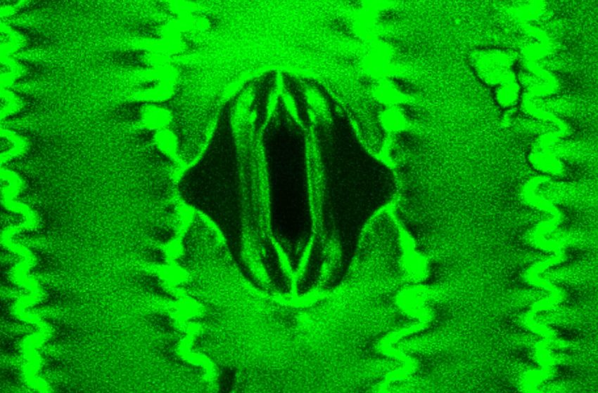  Scientists capture video of plants ‘breathing’ for the first time
