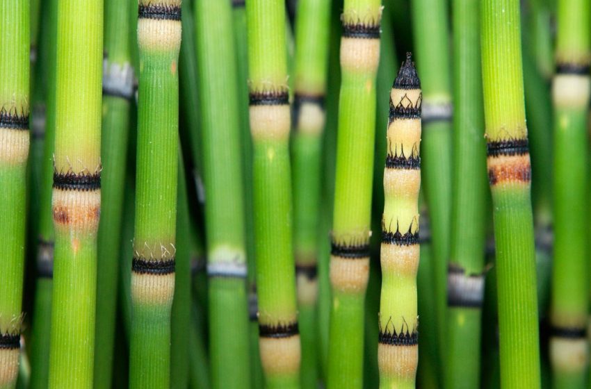  Prehistoric plant produces water that looks like it came from space