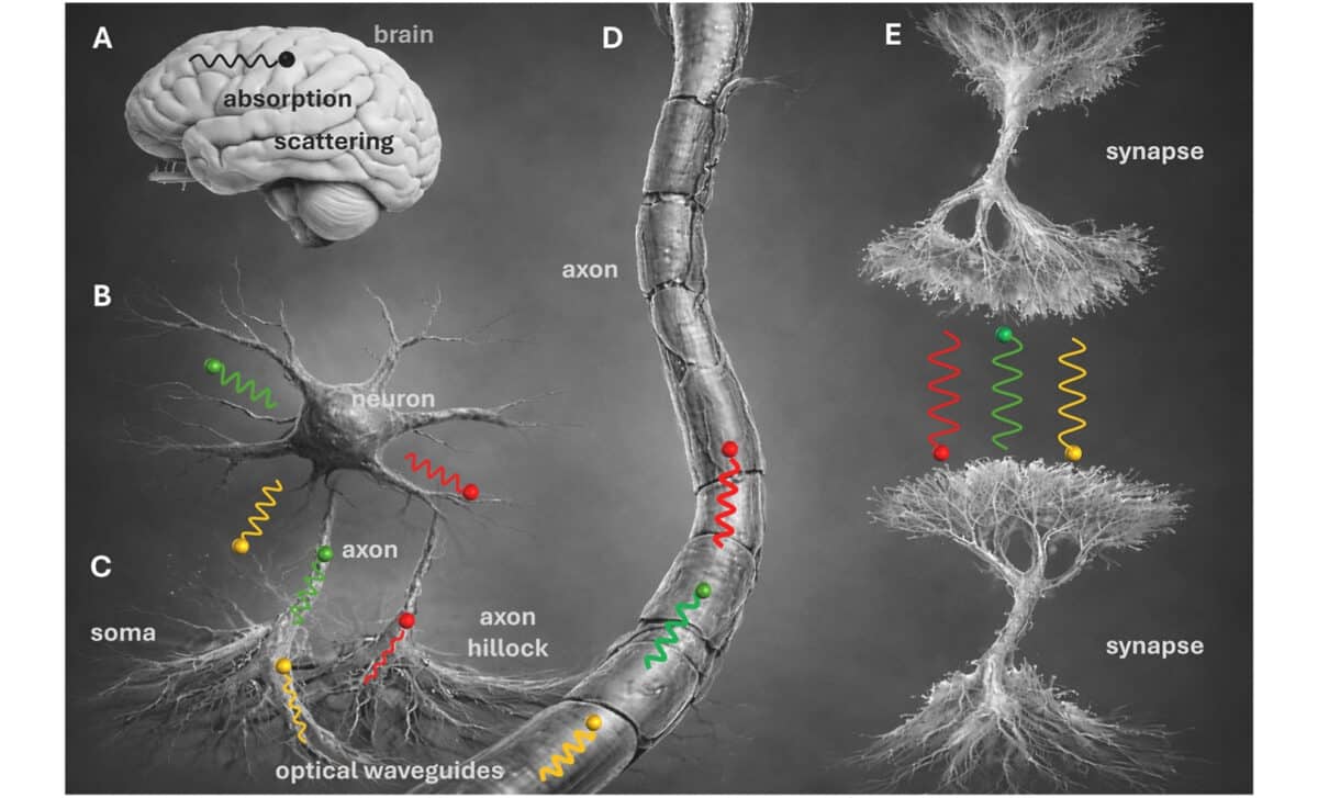 Propagation Of Biophotons In Neural Tissue