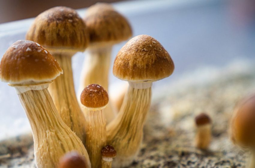  Psilocybin might not be the most psychoactive ingredient in magic mushrooms, new research suggests