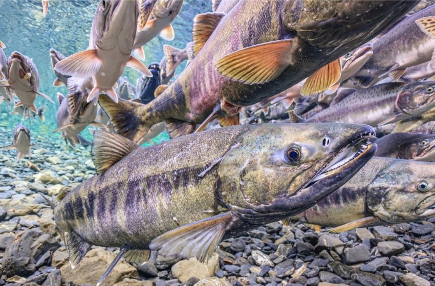  Migratory Freshwater Fish Numbers Are Close To Collapse, UN Report Warns : ScienceAlert