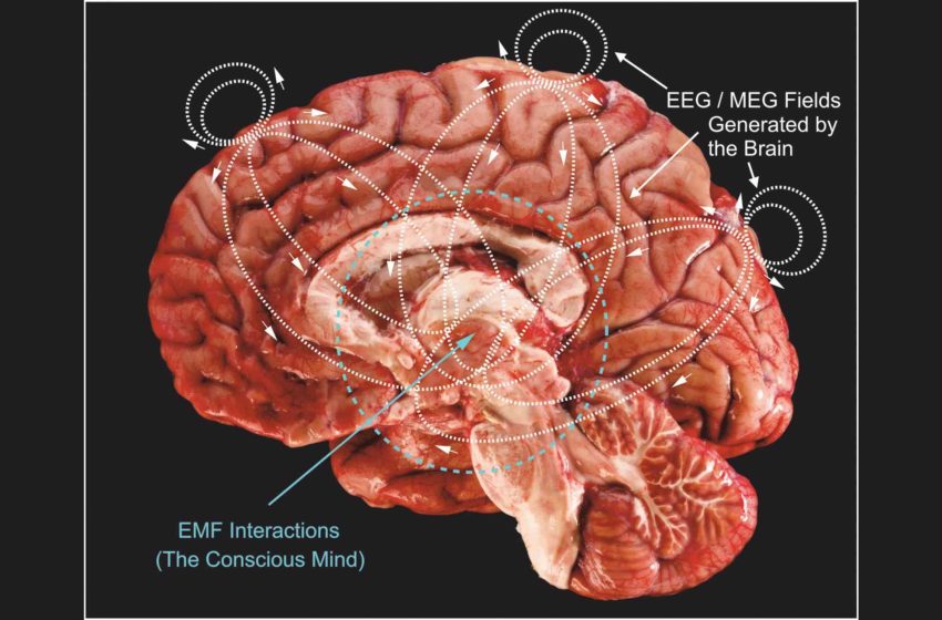  Hypothesis says human consciousness interacts with Earth’s pulse