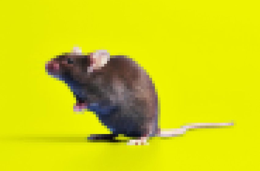  Scientists Cloned a Mouse, Then Cloned the Clone, Et Cetera. The Results Were Horrific