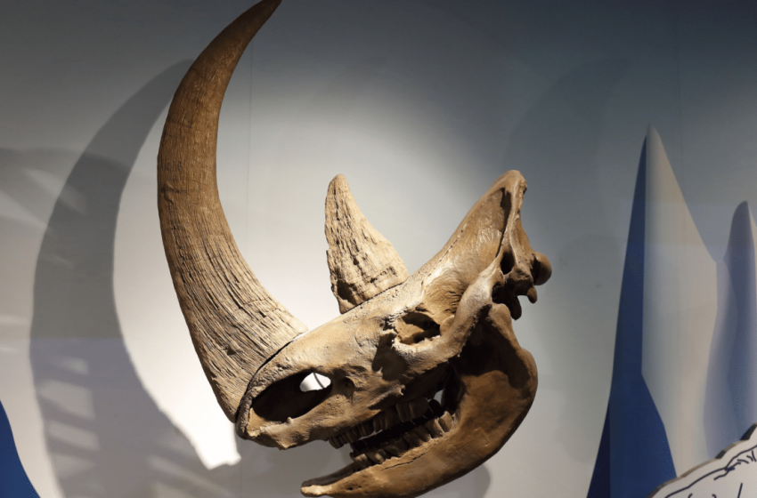  Scientists Discover 23 Million-Year-Old Arctic Rhino, Unveiling a Lost Era of Prehistoric Life