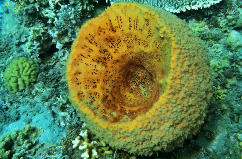  541 Million-Year-Old Sea Creatures Likely Shaped the Origins of Life