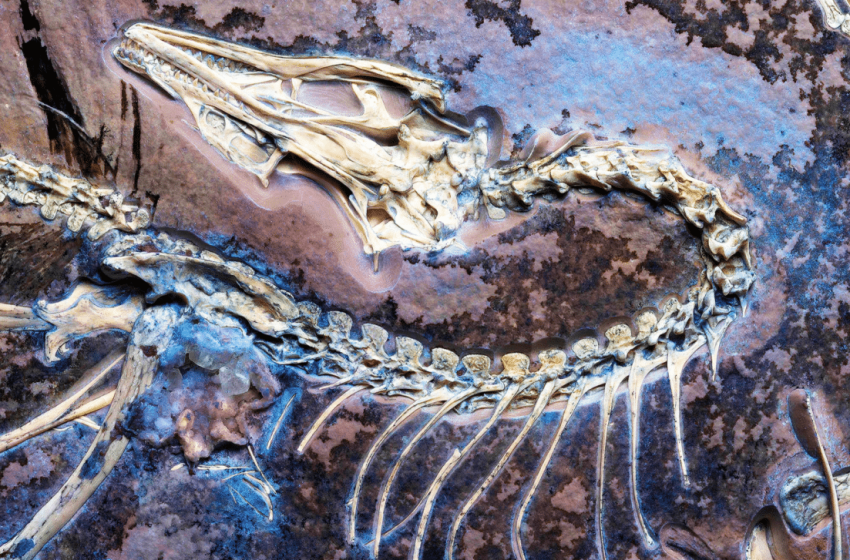  Scientists Unearth Exceptionally Well-preserved Archaeopteryx fossil, Solving the Biggest Mystery of Dinosaur Flight