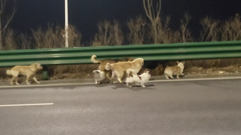  The internet loves this band of lost dogs journeying home. Too bad the story is fake