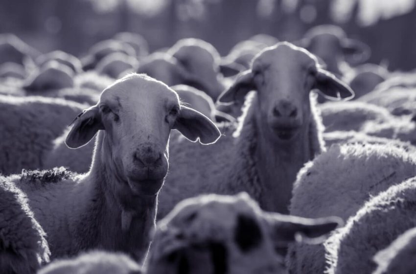  For the First Time, Scientists Extract Black Plague DNA From an Ancient Bone of an Animal That Died 4,000 Years Ago