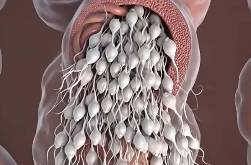  Shocking simulation shows what really happens to sperm inside body if not ejaculated