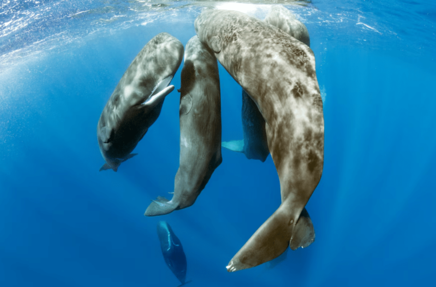  Sperm Whale Birth Filmed For The First Time Reveals Astonishing Group Behavior