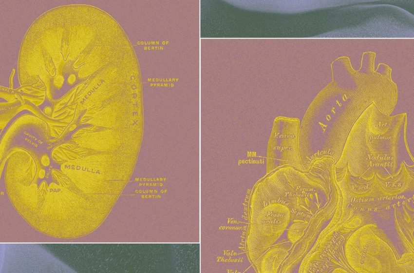  A Billionaire-Backed Startup Wants to Grow ‘Organ Sacks’ to Replace Animal Testing