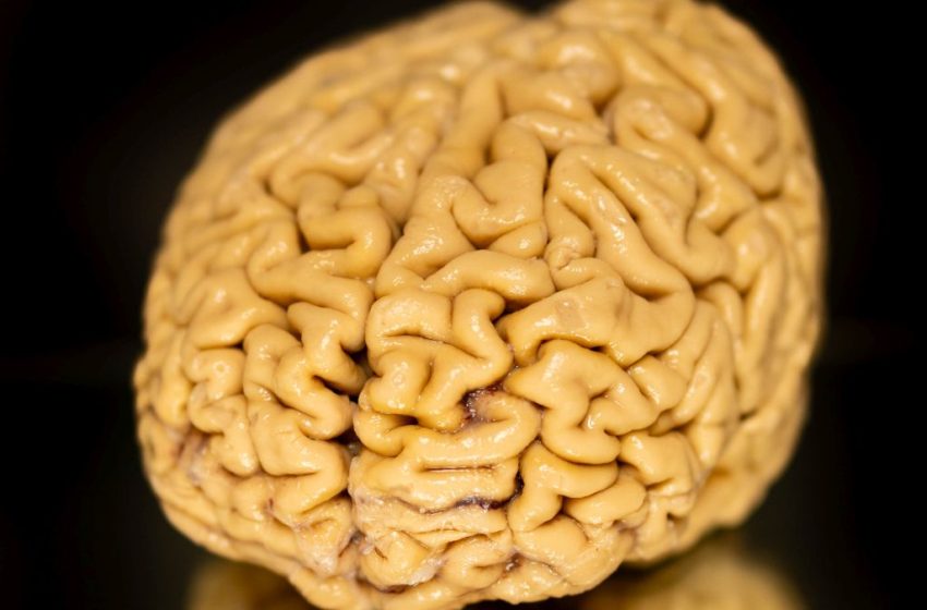  Superagers’ ‘Secret Ingredient’ May Be The Growth of New Brain Cells : ScienceAlert