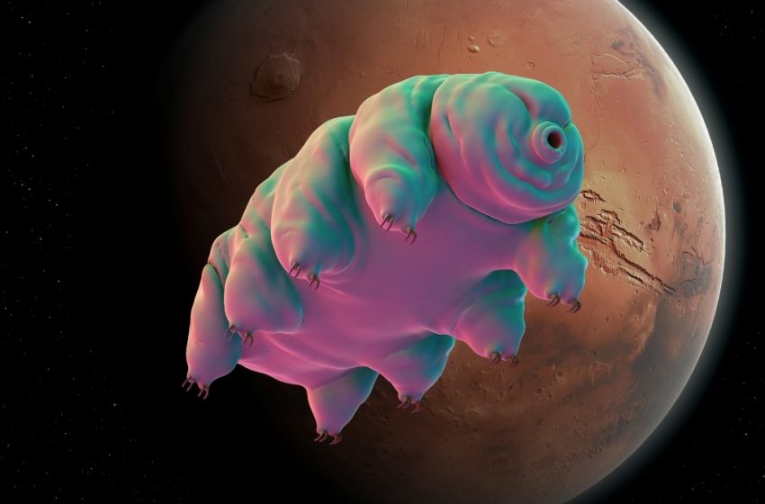  One Simple Trick Could Help Tardigrades Survive in Martian Dirt : ScienceAlert