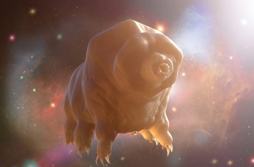  Scientists Finally Found Something Tardigrades Can’t Survive