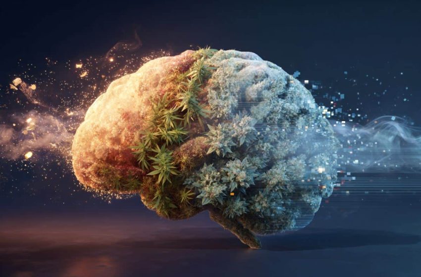  Young Adult Substance Use Affects Memory at 65