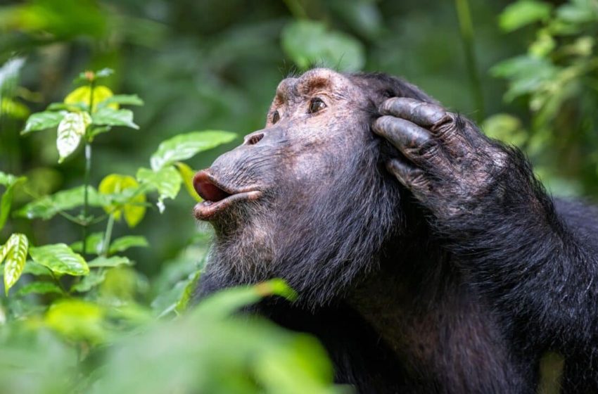  Chimpanzees Won’t Give Back These Crystals. What They’re Doing With Them Is Stranger Still