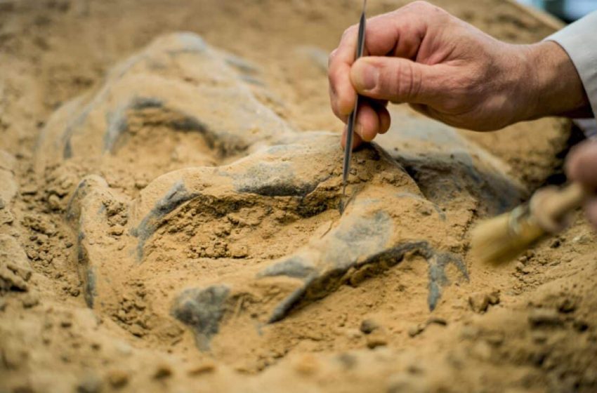  Ancient Fossil Reveals a Surprising Truth About Dinosaur Size
