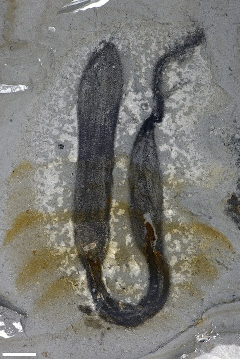 The Fossil Of The Cambrian Period Marine Sponge Leptomitus Showing In Situ Preservation Of Organic Matter