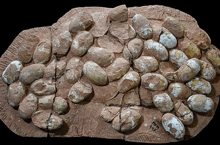  What It Tells Us About Ancient Reptiles