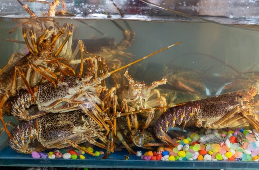  Tech Employees Are Reportedly Being Evaluated by How Fast They Burn Through LLM Tokens