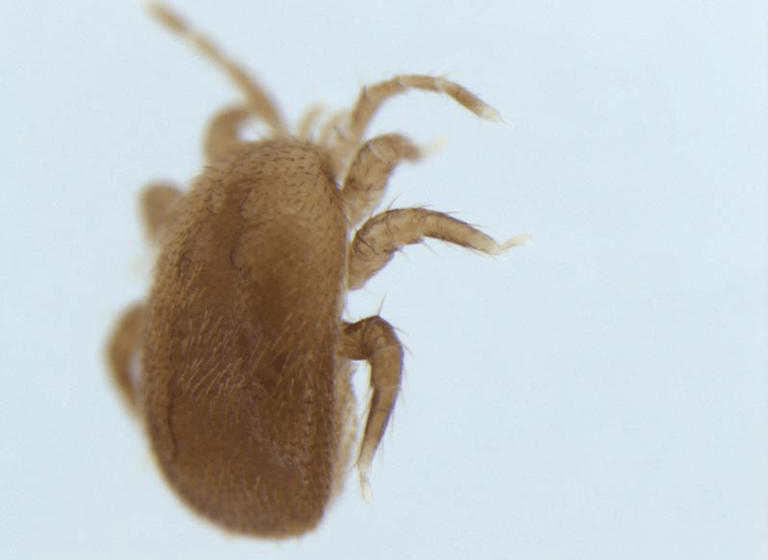  New Research Links Honey Bee Swarms to the Spread of an Invasive Mite