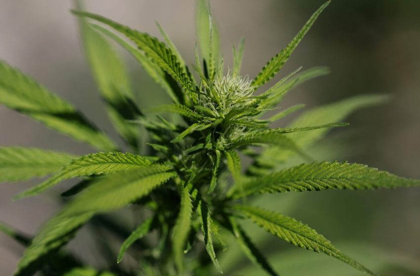  Little research to support cannabis for mental health conditions : NPR