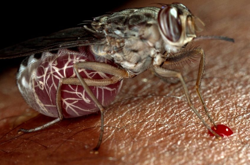  Sleeping sickness could be wiped out with this new drug : NPR