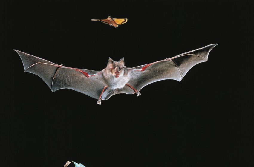  Vaccinating bats could be good for people. But how would you do it? : NPR