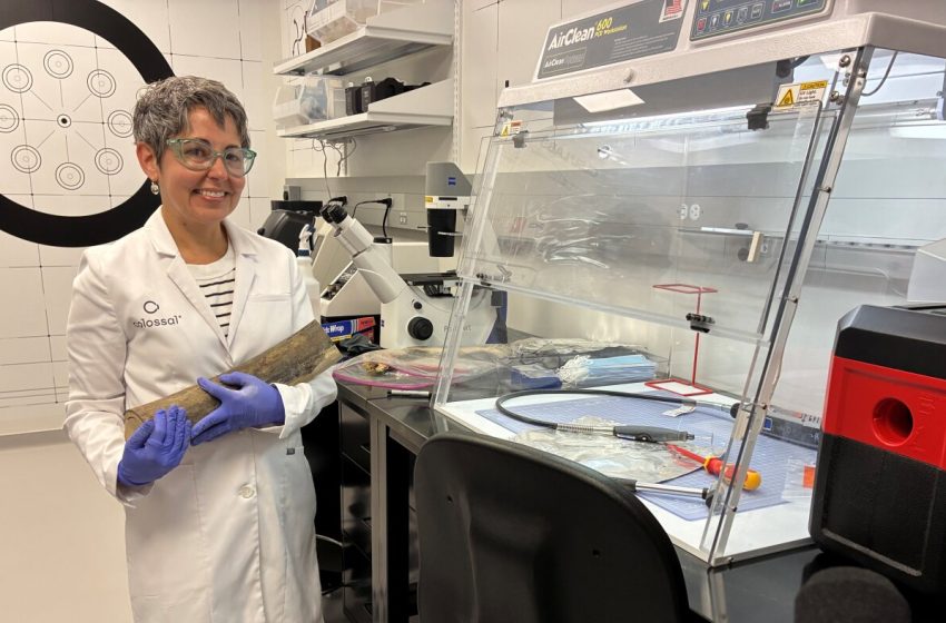  Colossal aims to bring woolly mammoths back from extinction : NPR