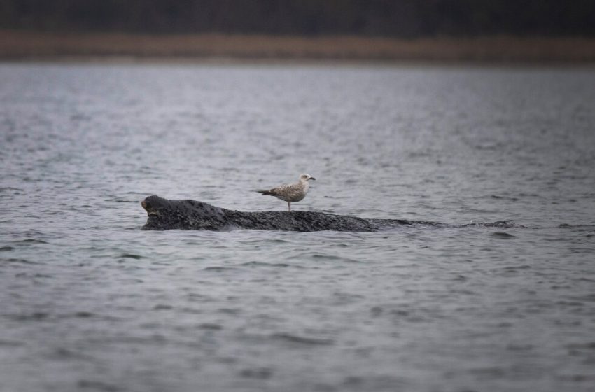  Stranded humpback whale in Germany’s Baltic Sea weakens as hopes of its return fade