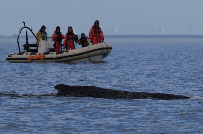 Humpback whale captivating Germany has stranded again off Baltic Sea coast