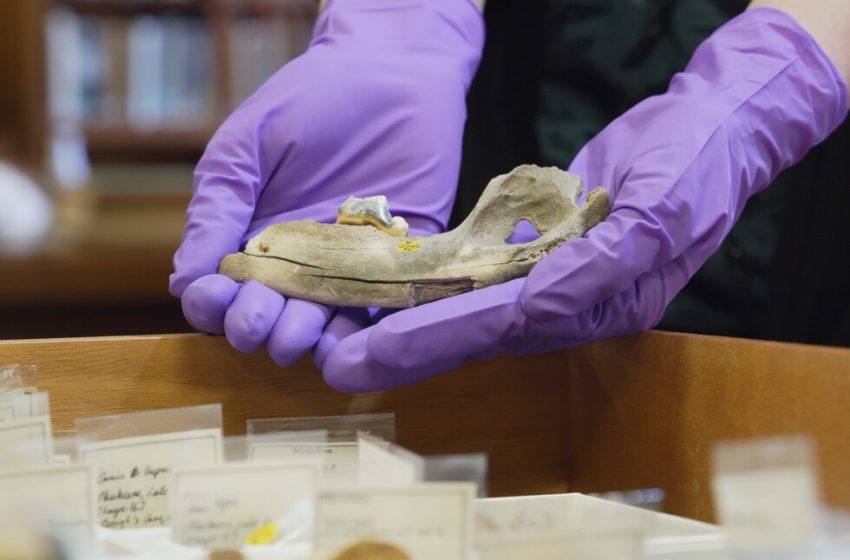  Scientists trace dogs’ history using the oldest genes ever studied