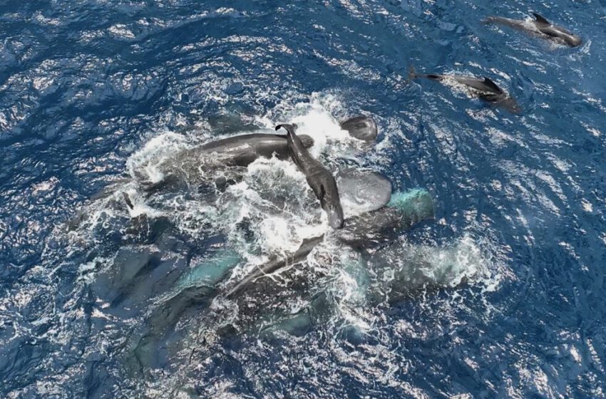  Rare video of a sperm whale birth shows female animals working together