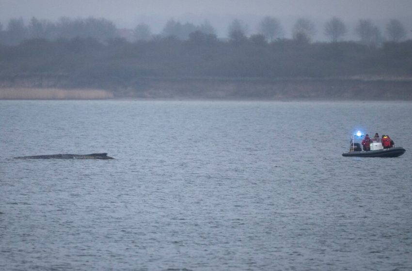  Whale stranded again off Germany’s Baltic coast