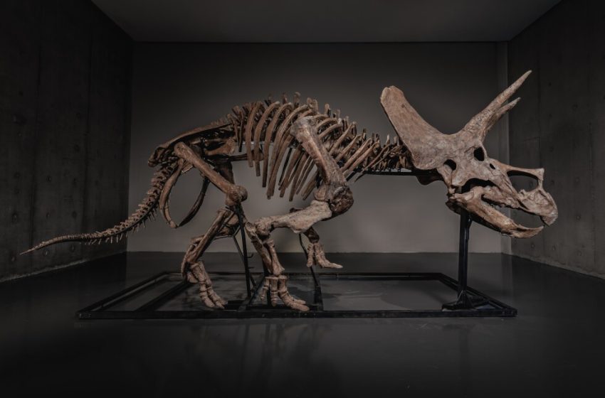  Triceratops skeleton ‘Trey’ is headed to auction in a hot market