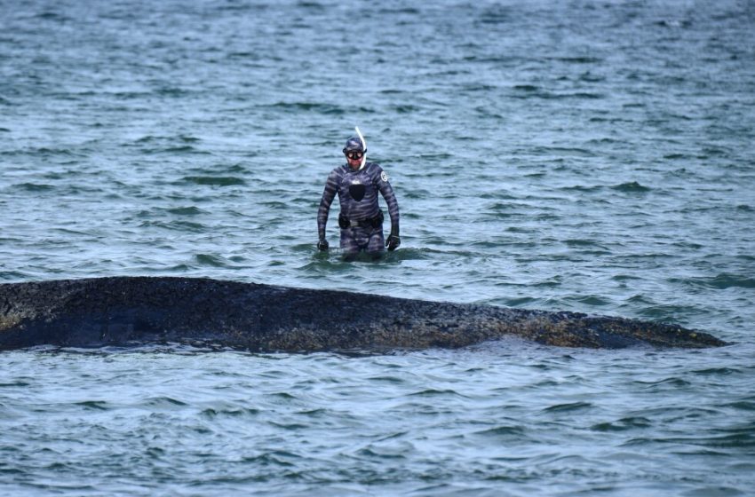 Whale swims free after days stuck on German sandbank