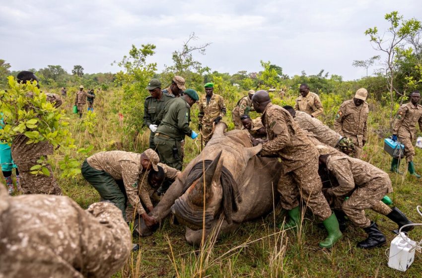  Rhinos return to protected area in Uganda, marking a milestone against poaching