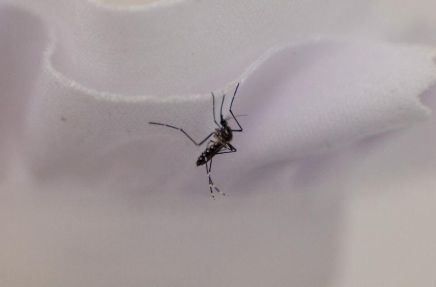  A mosquito-control tool faces a hurdle: getting L.A. property owners to pay