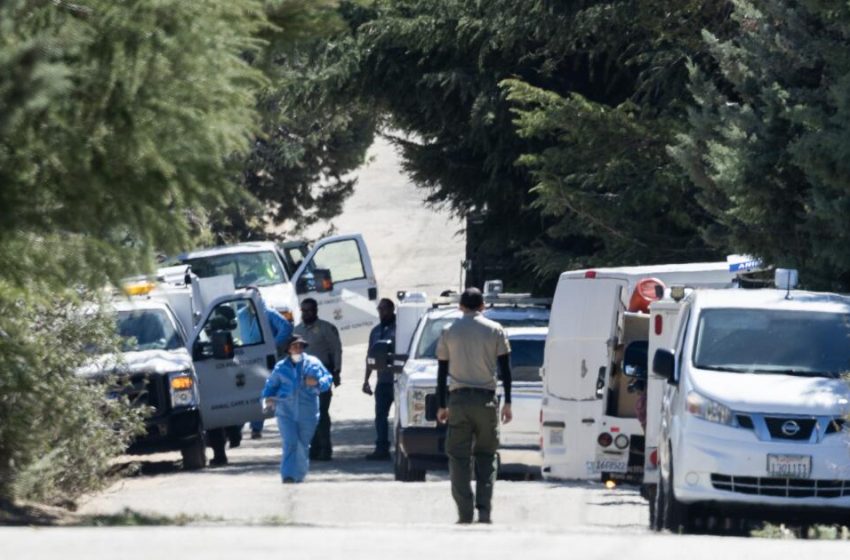  Hundreds of dogs and cats rescued in L.A. County enforcement operation