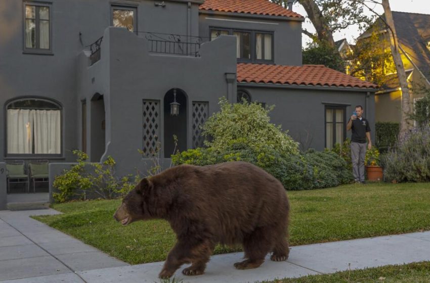  Bear swipes woman walking dog in Monrovia; incident reported as ‘unusual’