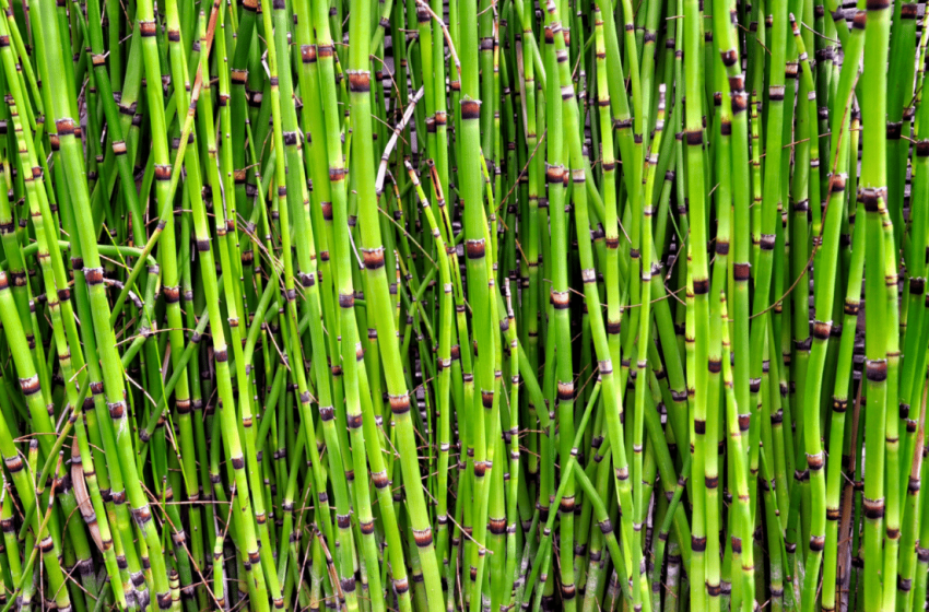  Water From a 400-Million-Year-Old Prehistoric Plant Holds a Chemical Mystery From Space